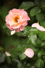 Obraz premium Soft peach garden rose flower blooming with water drops on petals and glossy green leaves after rain. Close-up of romantic rose blossom growing in natural outdoor garden environment.