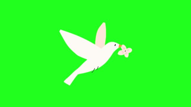 White Dove Flying with Flower on Green Screen