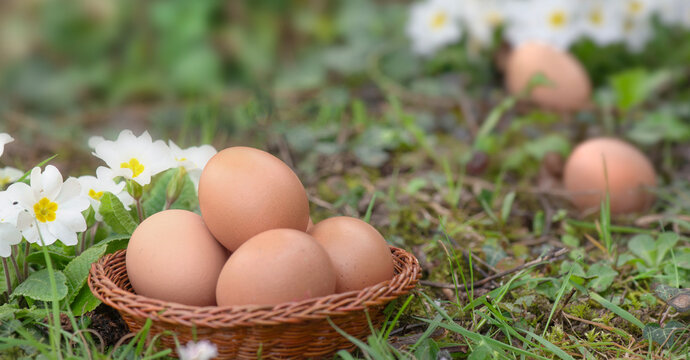 chicken eggs in little  basket put in  grass with white primrose  blooming background for easter egg hunt