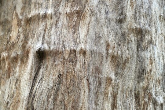 Organic background of aged tree trunk inner surface