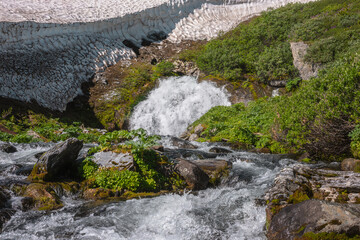 Big waterfall flows from mossy rock under snow cornice in sunny day. Green alpine scenery with pure mountain creek among wild lush flora in bright sun. Large river source under snowfield in sunlight. © Daniil