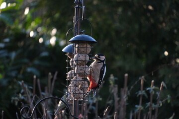 Specht am Meisenknödel © harderpeter9