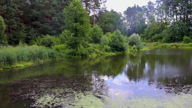 Korabiewka rivulet in Puszcza Bolimowska - Bolimow Forest in Poland, 4k video