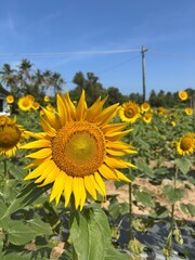 Bright Sunflower Field Blooming Under Natural Sunlight