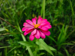 Fototapeta premium Close-up of beautiful magenta Zinnia flower with natural bokeh background