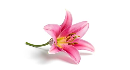 Naklejka premium Elegant Pink Lily Blossom on White Background - A Floral Beauty.