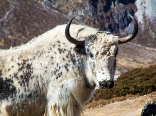 White yak or dzo in latin Bos mutus grunniens © Daniel Prudek