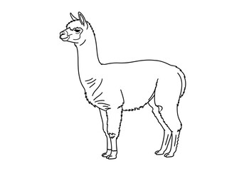 Naklejka premium A standing llama viewed from the side showcasing its simple line illustration style