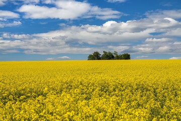 Obraz premium Rapeseed, canola or colza field in Latin Brassica Napus