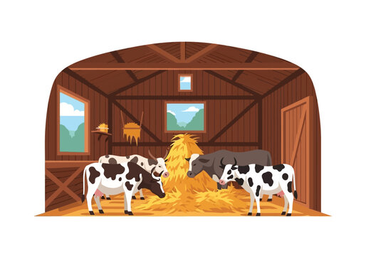 Cows eating hay in a barn with a rustic wooden interior and natural light from windows