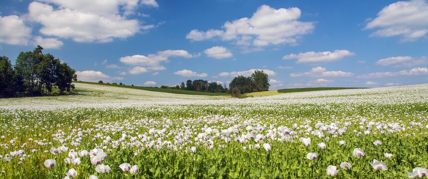 flowering opium poppy field papaver somniferum