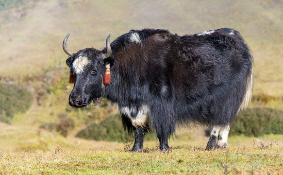 Yak or dzo black or dark on meadow Bos mutus grunniens