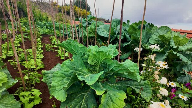 Small garden in Camacha town, Madeira Island, Portugal