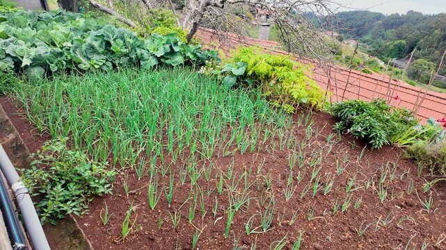 Small garden in Camacha town, Madeira Island, Portugal