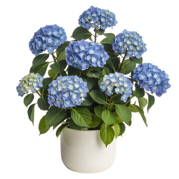 Blue hydrangea flowers in a white ceramic pot isolated on a transparent background for floral design, home decor, and gardening.