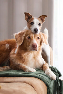 Two dogs cuddle close on a beige surface with soft green blanket under them.
