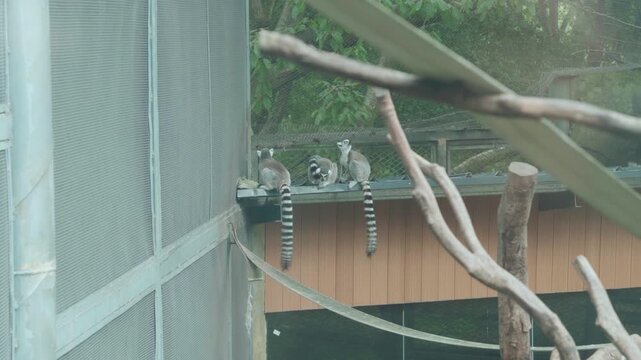 Static medium shot of four ring-tailed lemurs sitting on concrete ledge above metal mesh wall in Chongqing Zoo indoor enclosure with tree limbs and ropes.