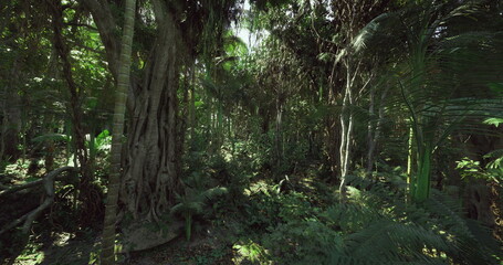 Fototapeta premium dense tropical rainforest with ancient tree, thick buttressed roots and mossy trunk dappled sunlight filters through high canopy, deep understory ferns