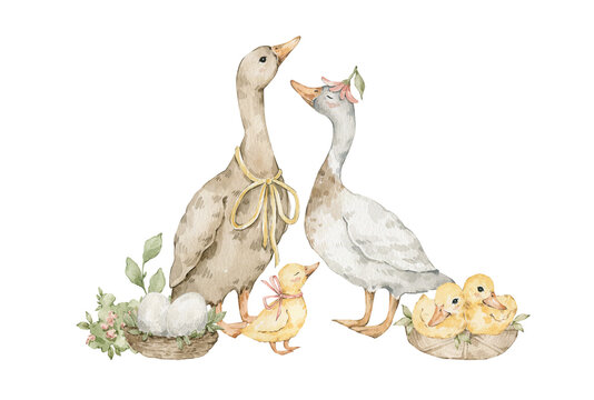 Watercolor goose, white duck, duckling with flowers, eggs. Spring easter illustration
