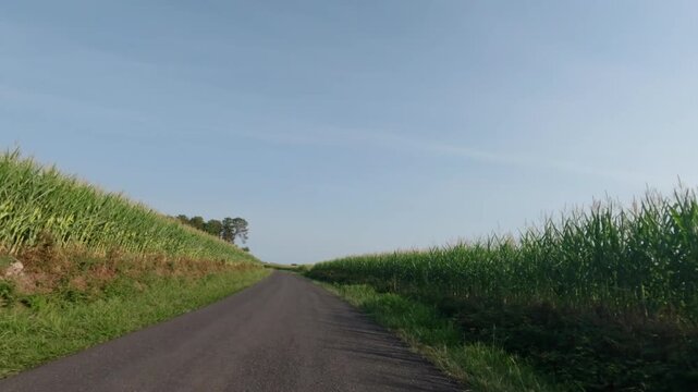 POV driving in france with corn monoculture