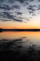 Fototapeta premium Duck Pair Silhouette grey Skies Orange Sunset, Stony Brook NY (Portrait)