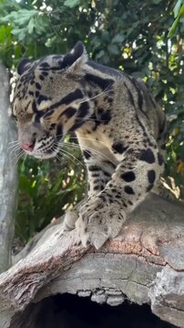 Majestic clouded leopard resting on tree branch in forest