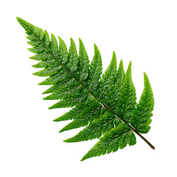 Vibrant green fern frond with detailed texture and organic patterns. Fresh forest fern leaf showing intricate botanical structure. Natural tropical foliage for spa and wellness designs. isolated
