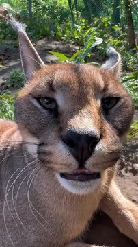 Close-up of a majestic caracal with piercing eyes in natural habitat