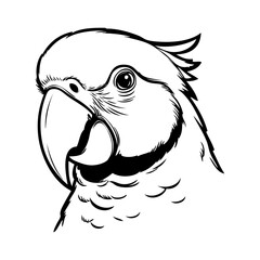Dibujo sencillo con líneas de la cabeza de un loro vista de perfil  © teracreonte
