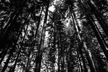 Black and white canopy of tall pine trees, wide angle, looking up view, no people
