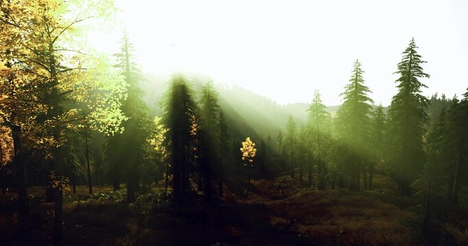 misty forest edge at golden horizon, haze and soft glow filter sunlight across tree line and rolling ground, calm atmospheric scene for wellness and sustainable