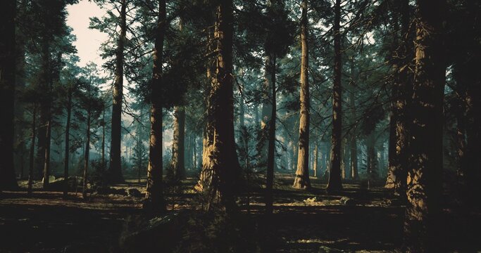 Moody woodland clearing with low sunlight casting warm highlights and deep shadows, still understory and soft leaf litter evoke contemplative, cinematic scene