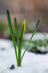 Fototapeta premium Spring bulb pushes through melting snow