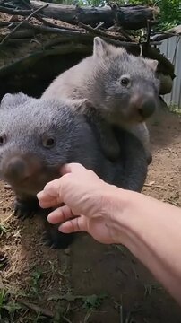 Adorable wombat joey and mother cuddling in natural habitat