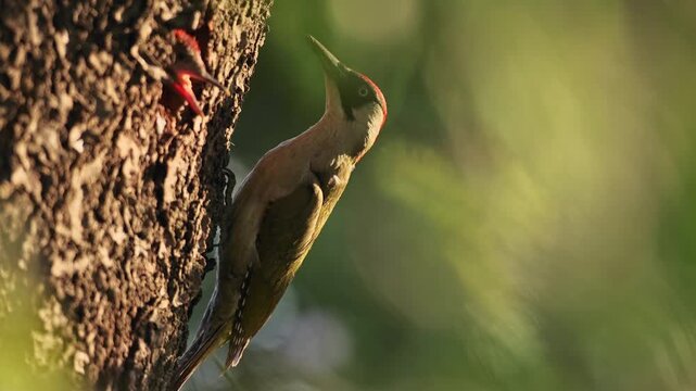Slow motion of European green woodpecker (Picus viridis) feeding nestling with ant pupae at golden hour