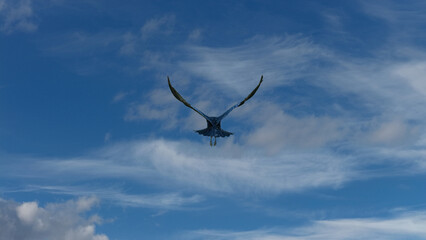 A rook (Corvus frugilegus) seen from behind as it flies away into a bright blue sky, capturing the symmetrical beauty of its upward wing stroke and distinct silhouette. © TAMER YILMAZ
