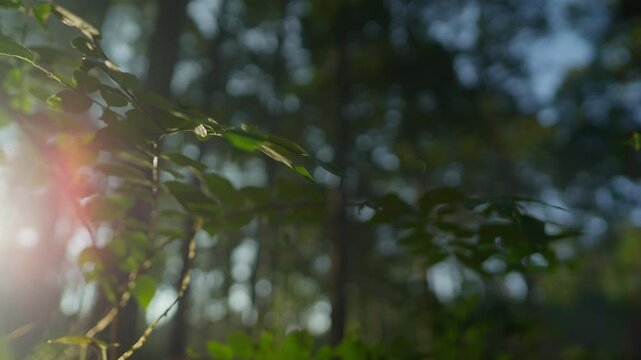 Cinematic close-up zoom out as wind sways forest leaves, revealing a single water droplet falling from a branch in morning sunlight, capturing the dynamic rhythm and life of the ecosystem.