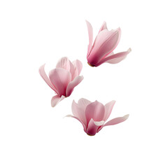 Obraz premium Three Delicate Pink Magnolia Blossoms Floating Artfully on White Background