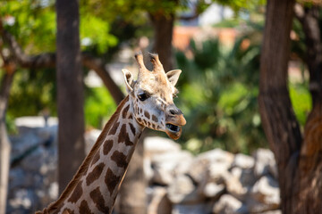 Obraz premium The head and neck of a giraffe in Barcelona zoo.