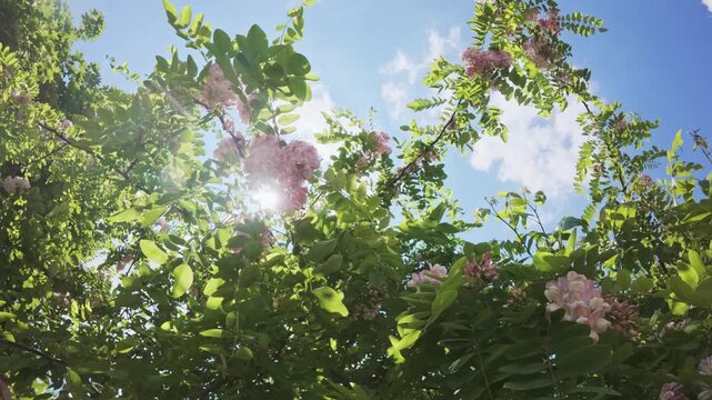 Bright sunshine penetrates through dense vegetation of blooming Pink Acacia or Clammy locust (Robinia viscosa), vivid white-pink flowers swaying in the breeze against the sky, backlit, bottom-up view