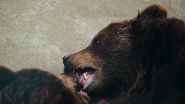 4K slow motion close-up of two brown bears licking and nuzzling. Affectionate wildlife shot of a mating or bonded pair.