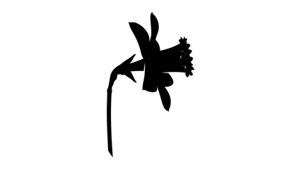 Elegant silhouette of a single daffodil flower on white background