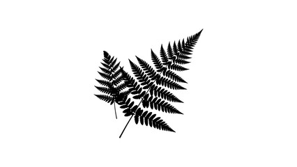 Black silhouette fern leaves isolated on white background