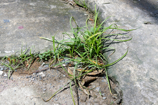 Nutgrass or Cyperus rotundus growing out of a crack between concrete pavement and soil demonstrating the resilience of nature in urban environments