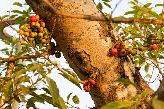 A cluster of ripe red Indian Fig Tree fruits growing directly from the textured bark of a large Ficus racemosa tree trunk