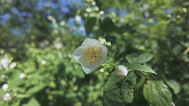 White flowers of Mock-orange swaying in the breeze on sunny day at spring 
