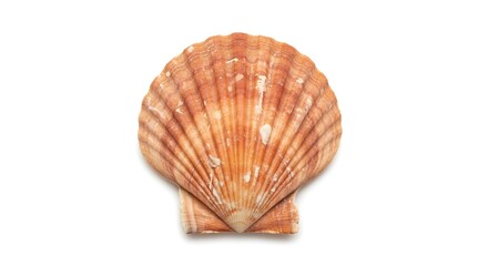 Obraz premium Elegant Scallop Shell Isolated on White Background.