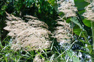 Obraz premium Close up of Phragmites karka or tropical reed grass with fluffy white plumes swaying gently in a lush green garden setting under bright sunlight