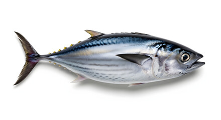 Freshly caught skipjack tuna, a gleaming blue and silver ocean delicacy, artfully isolated on a pure white background, ready for gourmet preparation