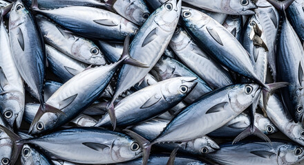 Obraz premium Abundant fresh catch of silvery fish, neatly arranged in a pile, ready for market or culinary preparation, showcasing the bounty of the ocean